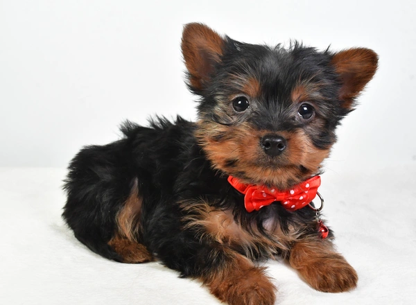 Morkie - Dustin