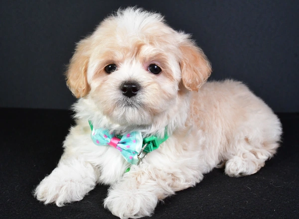 Maltipoo - Tommy