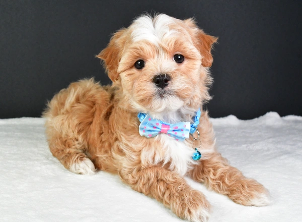 Maltipoo - Timmy