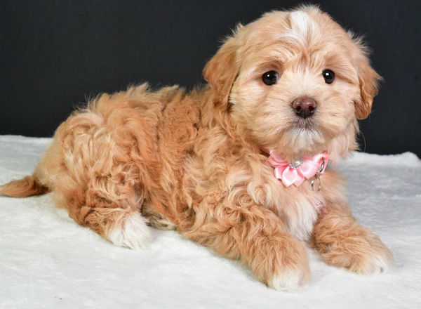 Maltipoo - Tina
