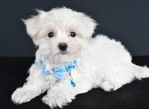 Maltese - Vince
