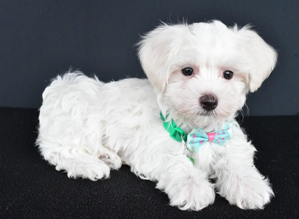 Maltese - Vance