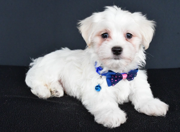 Maltese - Will