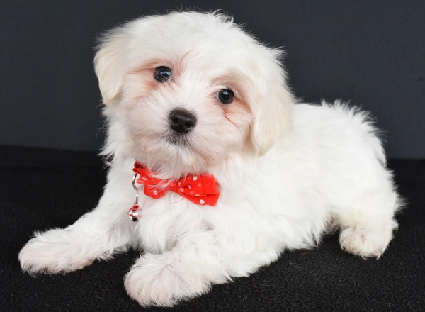 Maltese - Wade