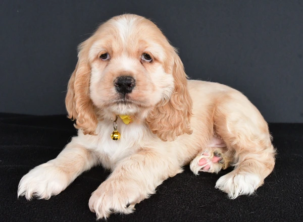 Cocker Spaniel - Preston