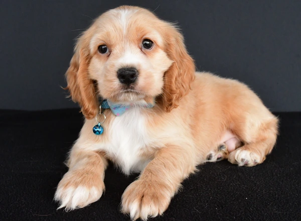 Cocker Spaniel - Pepper