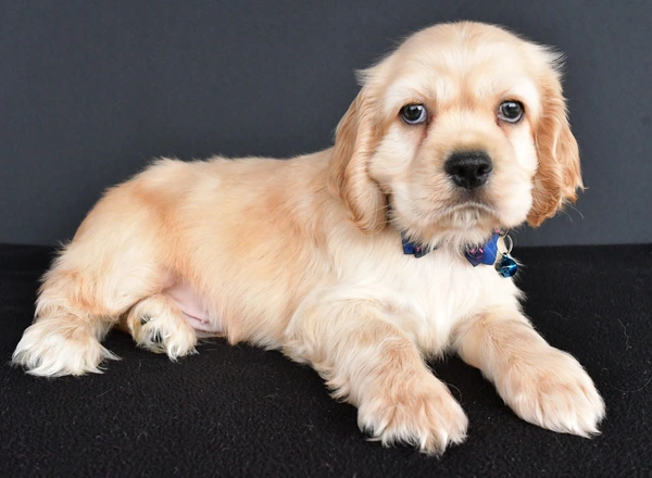 Cocker Spaniel - Pebbles