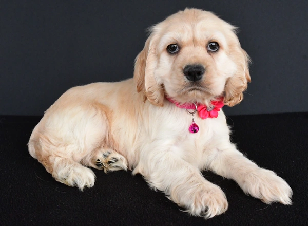 Cocker Spaniel - Pea