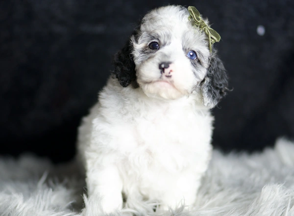 Toy Poodle - Mr. Patch