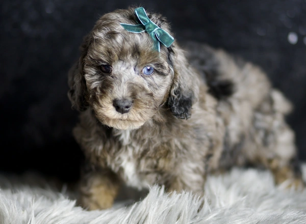 Toy Poodle - Cobalt