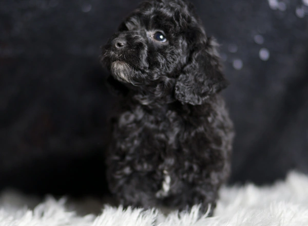 Toy Poodle - Sirus