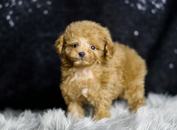 Toy Poodle - Thomas