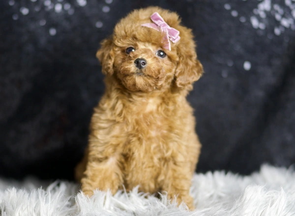 Toy Poodle - Pattie