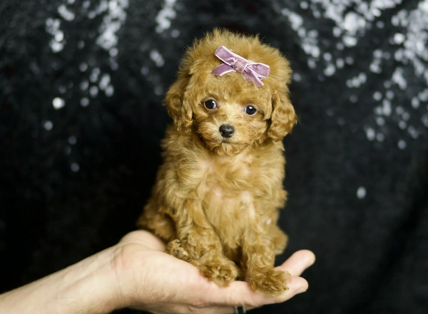 Toy Poodle - Little Red