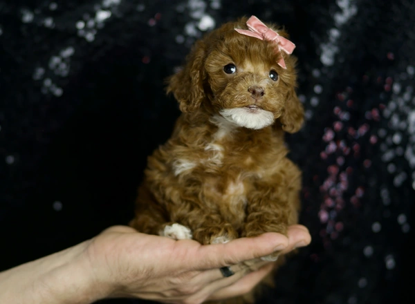 Miniature Poodle - Cayenne