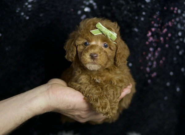 Miniature Poodle - Fresno