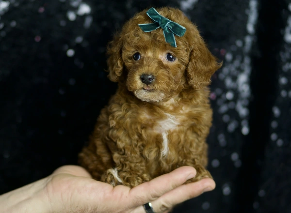 Miniature Poodle - Pepper
