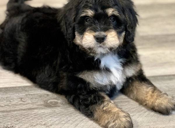 Mini Bernedoodle - Biscuit