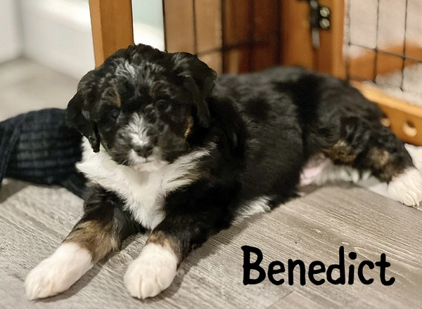Mini Bernedoodle - Benedict