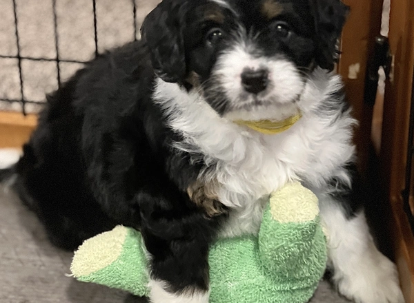 Mini Bernedoodle - Maple
