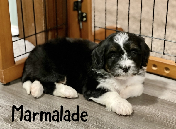 Mini Bernedoodle - Marmalade