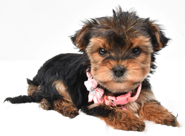 Yorkie-Chon - Amelia