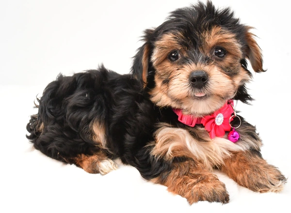 Yorkie-Chon - Annie