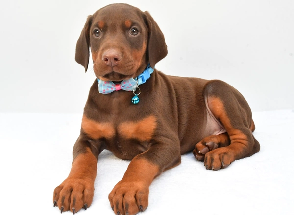 Doberman Pinscher - Simon