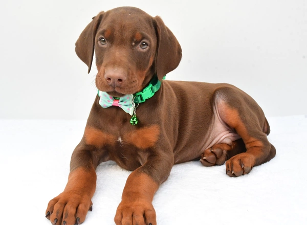 Doberman Pinscher - Sanford