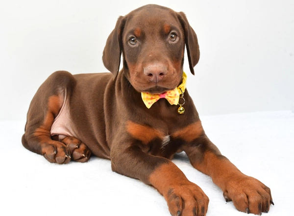 Doberman Pinscher - Star