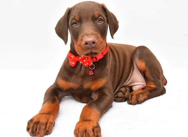 Doberman Pinscher - Scooter